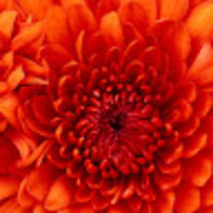 Meet your Posher, Christa